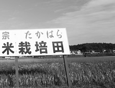 酒造米の自社栽培田